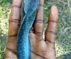 Catfish fingerlings - Image 2