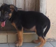 Pure breed German shepherd puppies - Image 2