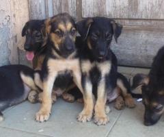 Pure breed German shepherd puppies - Image 2