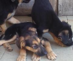 Pure breed German shepherd puppies - Image 3