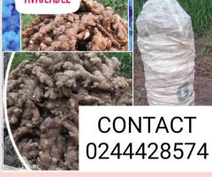 Ginger for sale