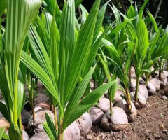 Coconut seedlings and fruit for sale