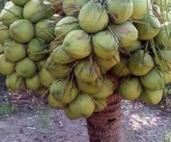 MALAYSIAN DWARF COCONUT SEEDLINGS.